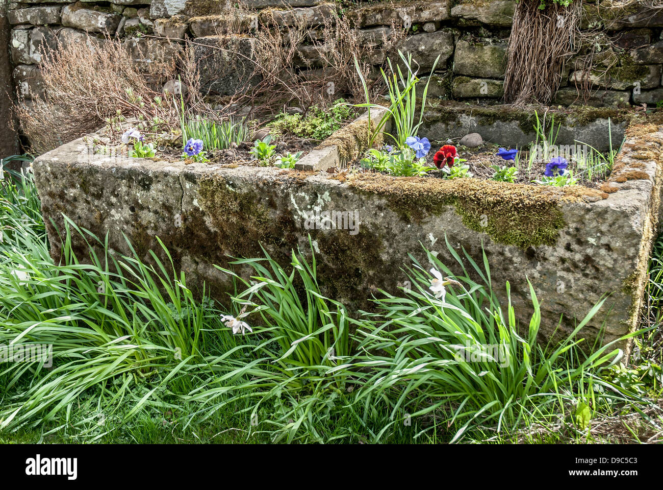 Old rustic large stone trough with spring flowers. Stock Photo