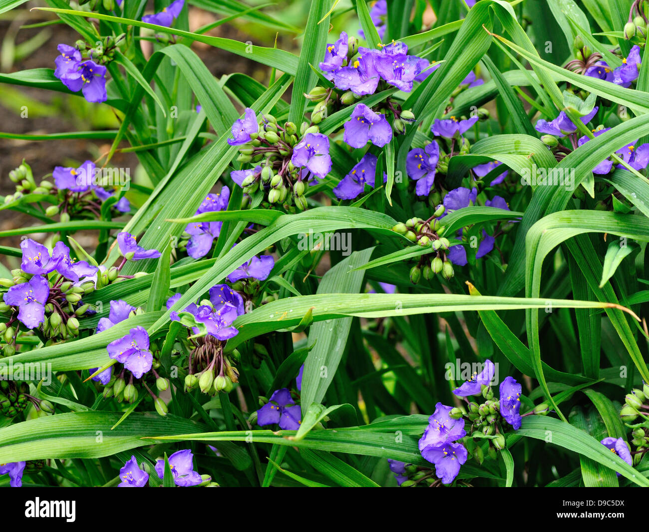 Tradescantia virginiana flowers Stock Photo