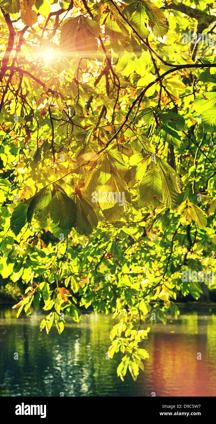 Sunlight Through Leaves Of Tree Stock Photos & Sunlight Through Leaves