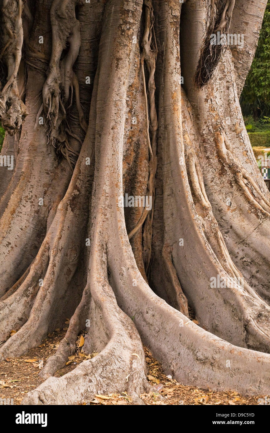 Rubber tree roots Stock Photo Alamy
