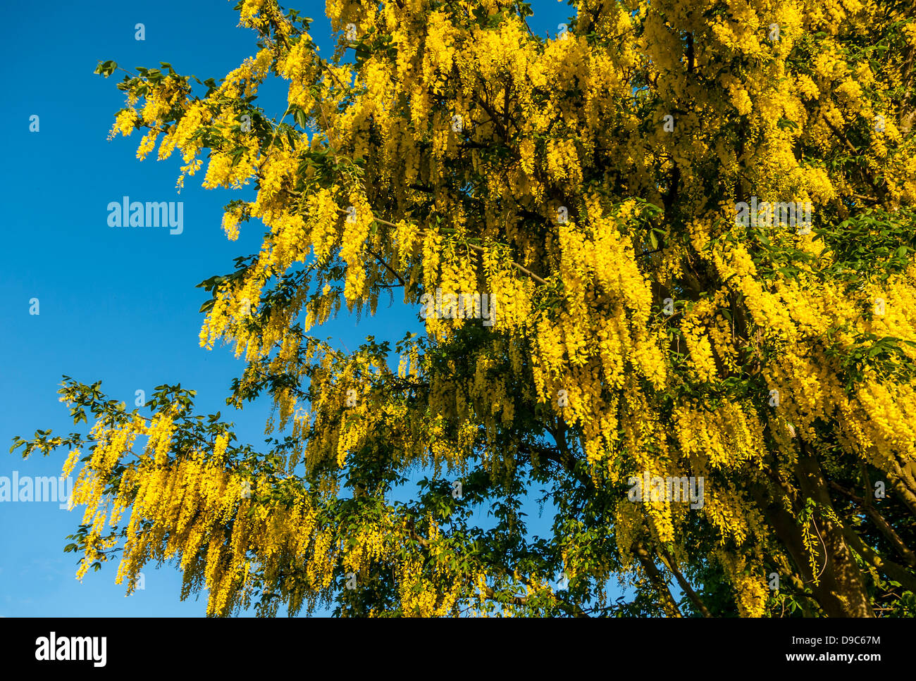 Vivid yellow Laburnum blossom contrasting against a blue sky Stock Photo