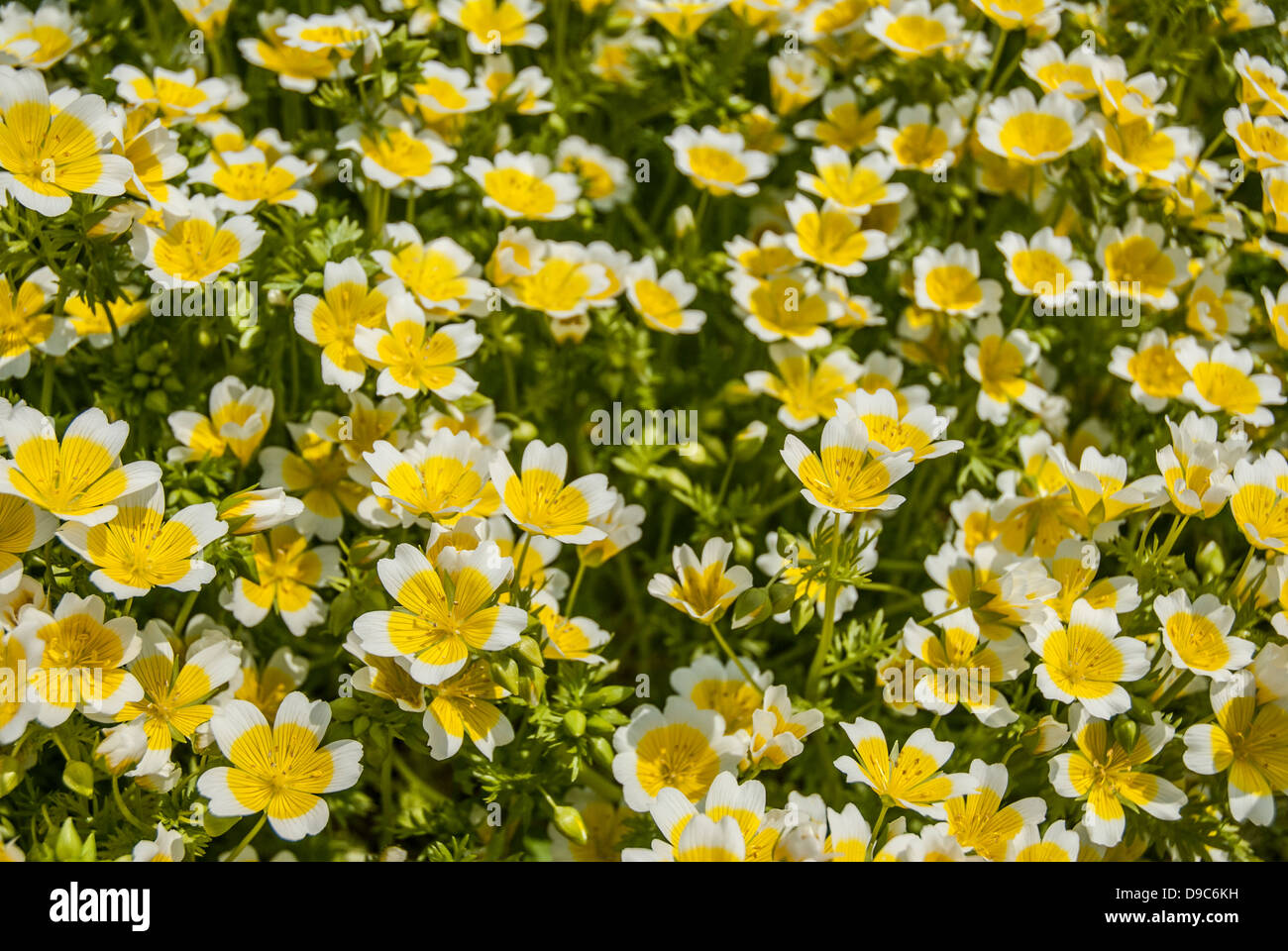 Close detail of the 'poached egg' flower in spring. Stock Photo