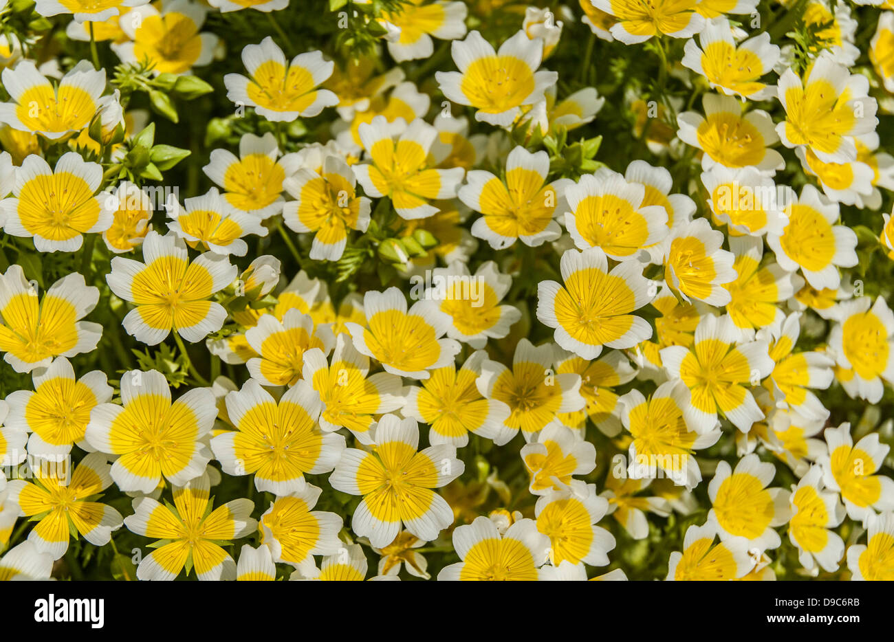 Close detail of the 'poached egg' flower in spring. Stock Photo