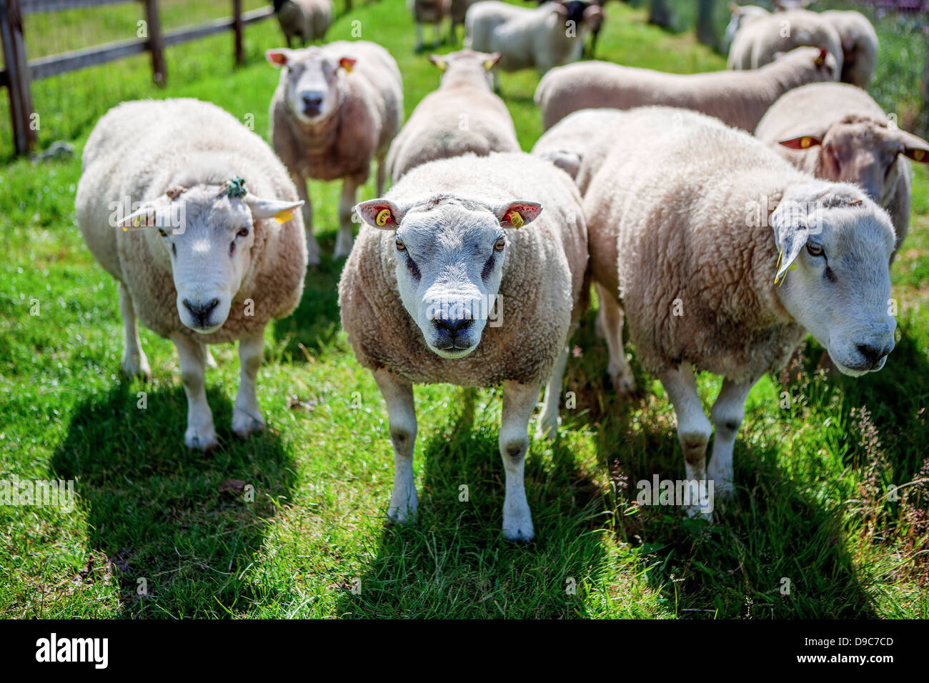 A picture of a group of sheep in the field. Stock Photo