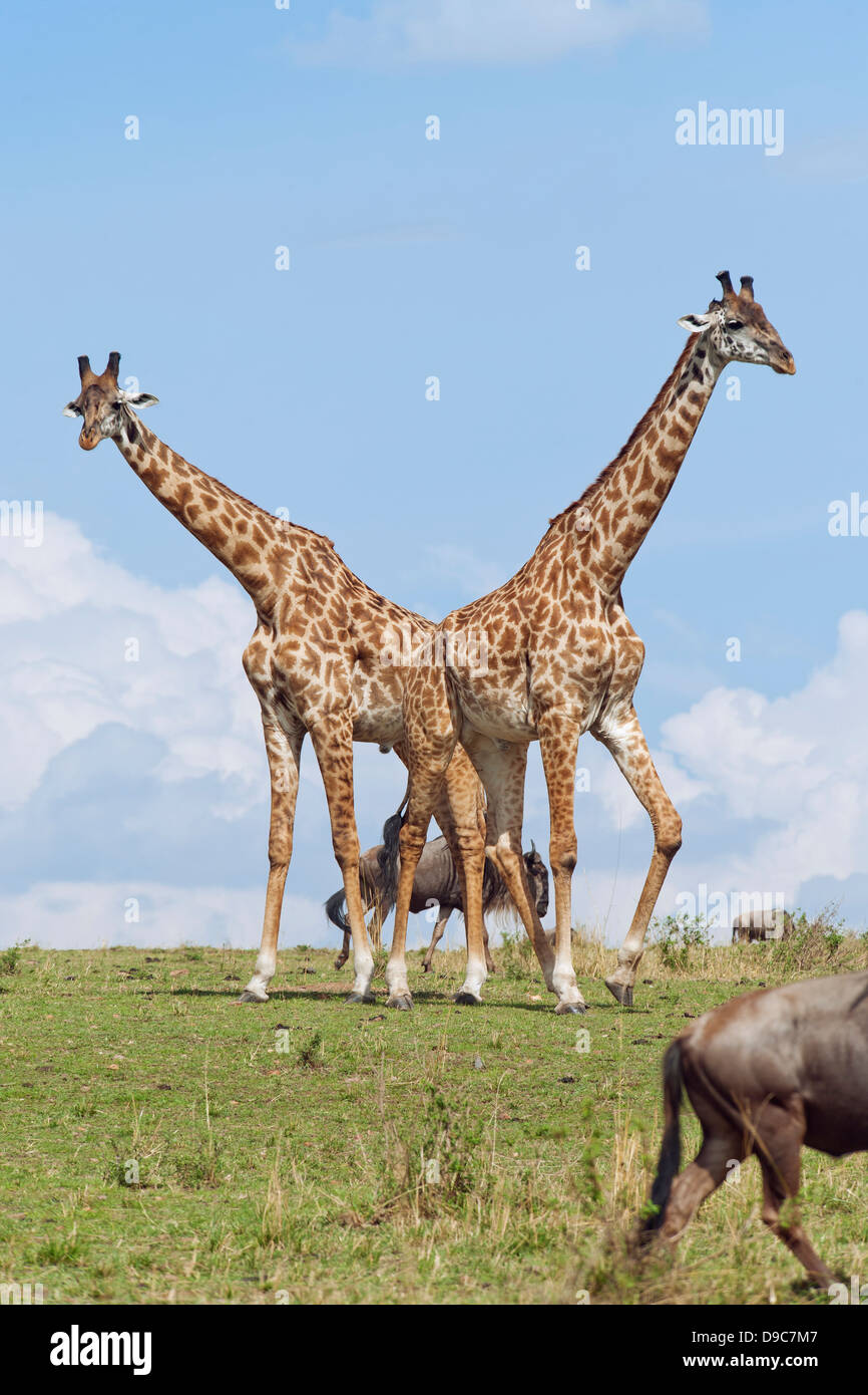 Giraffe herd at Masai Mara, Kenya Stock Photo