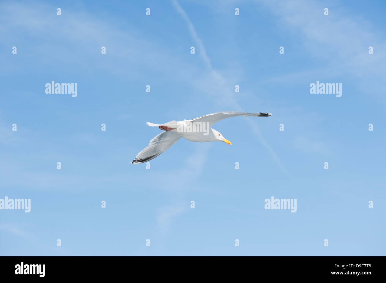 Herring Gull, Larus argentatus, in flight Stock Photo