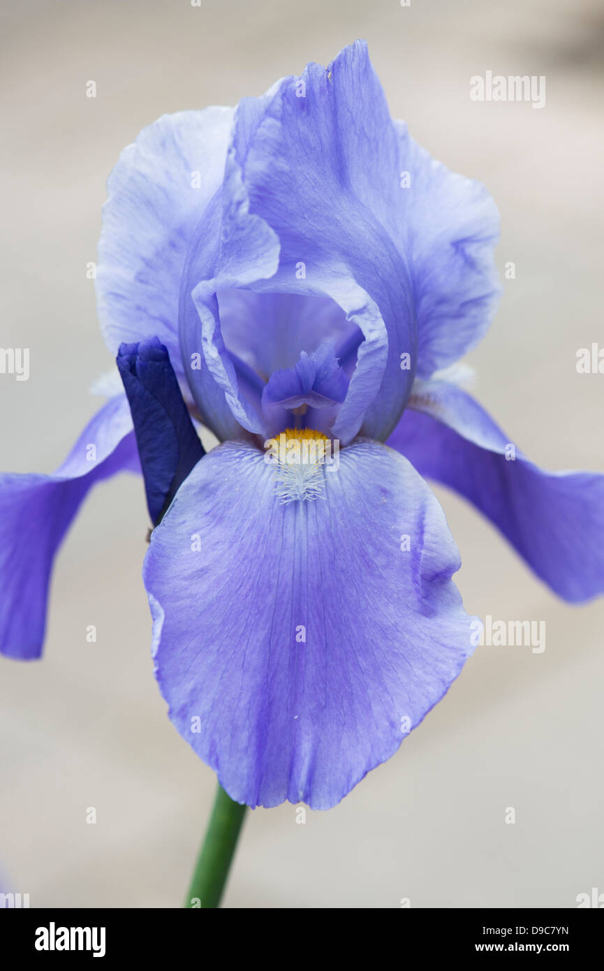 Tall Bearded Iris 'Blue Rhythm' Stock Photo