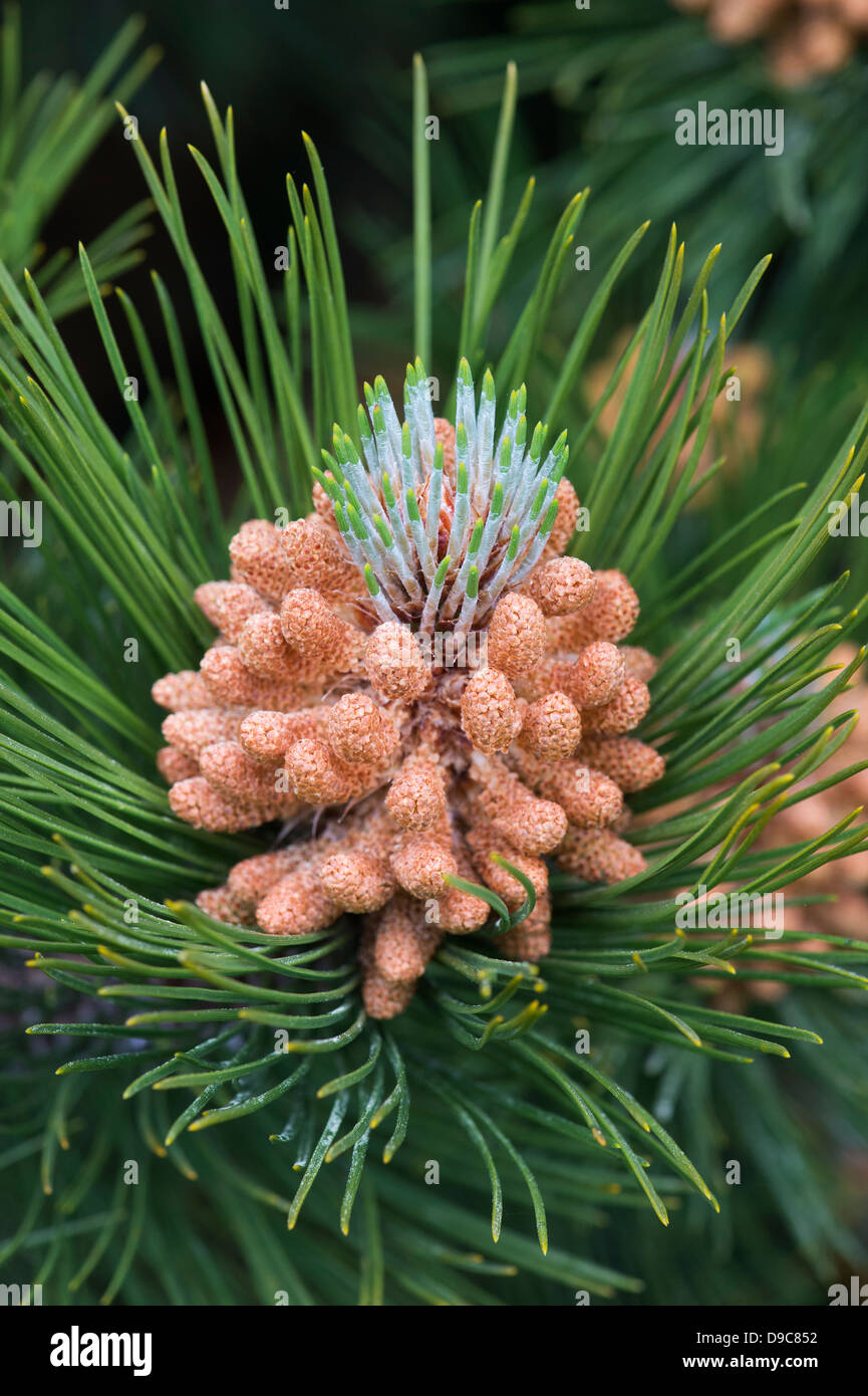 Pinus mugo. Male flowers on the Swiss mountain pine or Mugo Pine Stock Photo