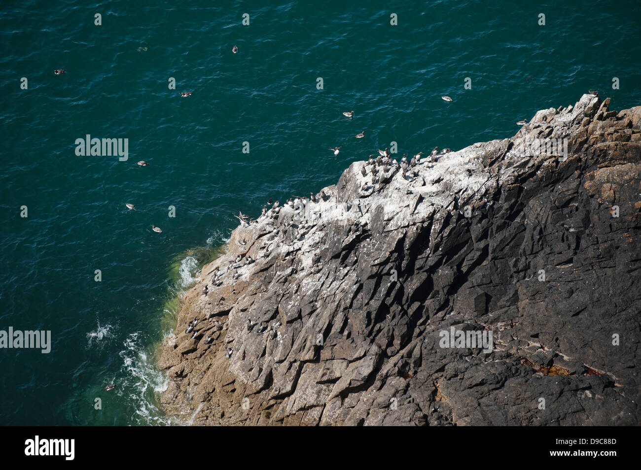Colony of Guillemots, Uria aalge, Skomer, South Pembrokeshire, Wales, United Kingdom Stock Photo