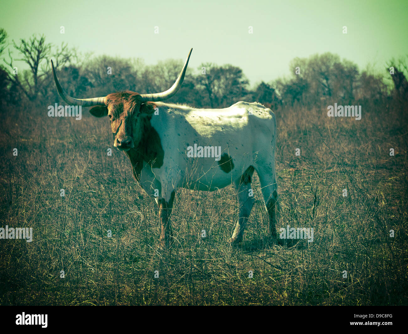 Texas Long horn cow Stock Photo