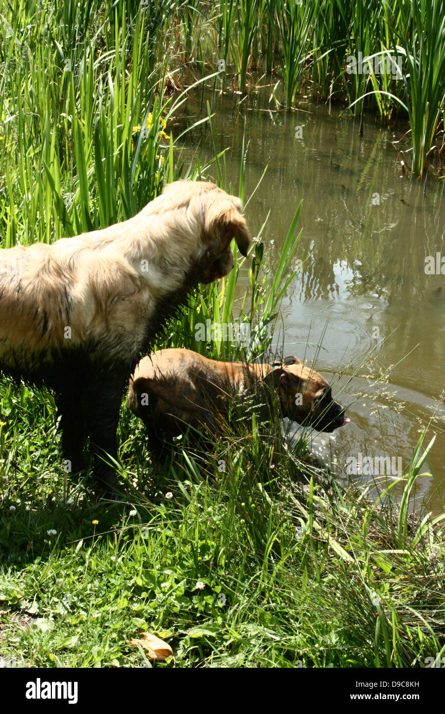 dirty dogs at a lake been swimming, bullmastiff and a golden retriever Stock Photo