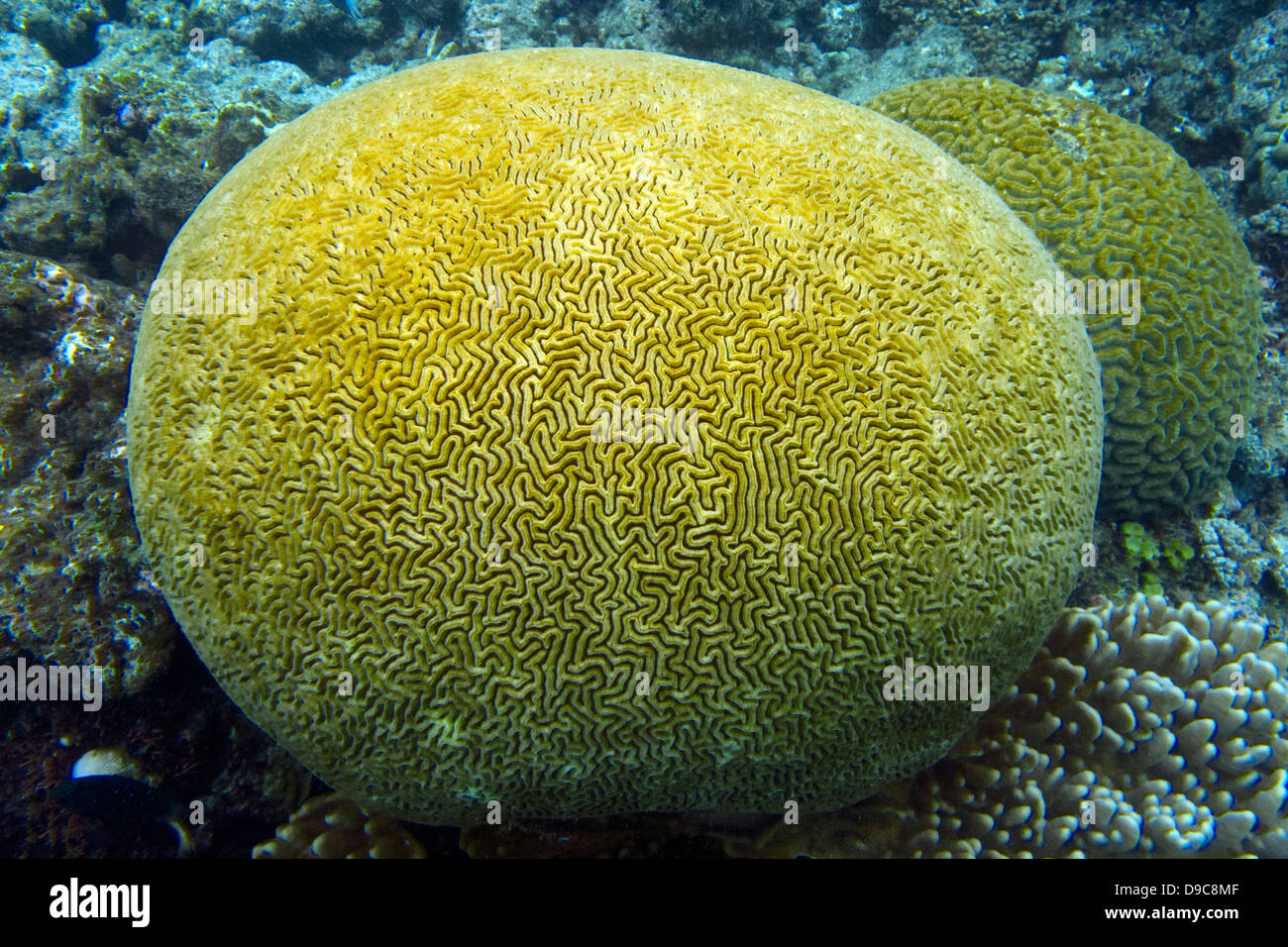 Yellow brain coral formations, The Great Barrier Reef, Queensland, Australia Stock Photo