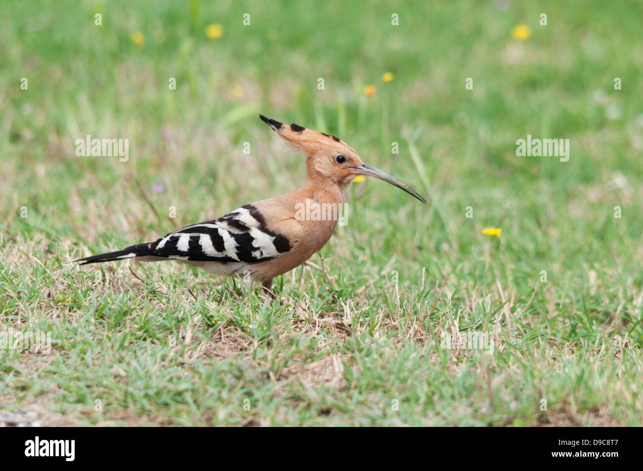 Hoopoe bird hires stock photography and images Alamy