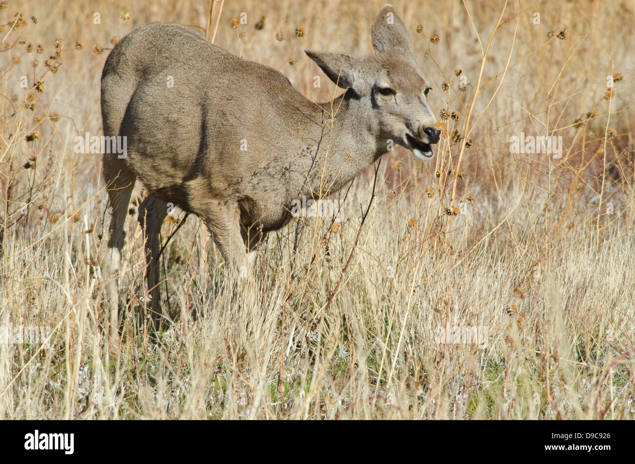 Mule Deer, (Odocoileus hemionus), browsing at Bosque del Apache National Wildlife Refuge, Socorro co., New Mexico, USA. Stock Photo