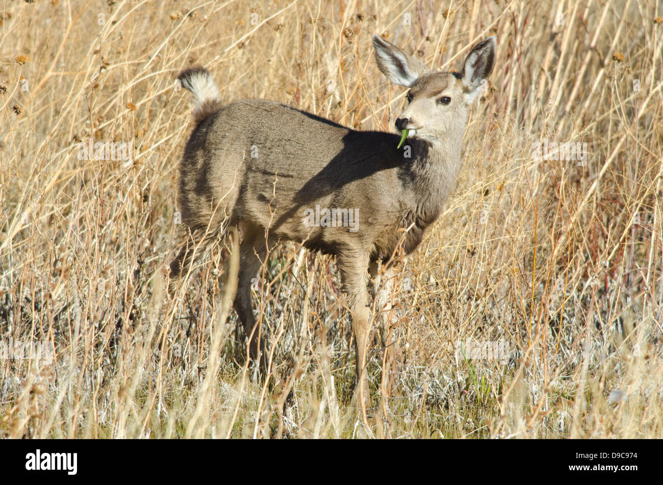 Mule Deer, (Odocoileus hemionus), browsing at Bosque del Apache National Wildlife Refuge, Socorro co., New Mexico, USA. Stock Photo