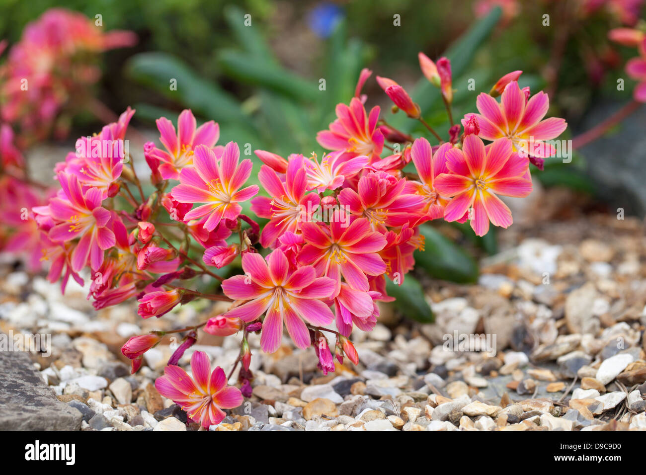 Close up of pink Lewisia an alpine plant flowering in a rockery in the UK Stock Photo