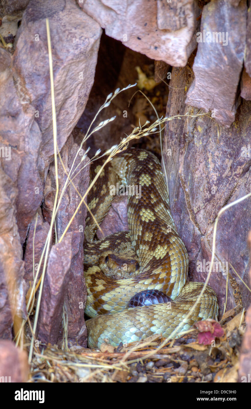 Black-tailed Rattlesnake, (Crotalus ornatus), Magdalena Mountains, Socorro co., New Mexico, USA. Stock Photo