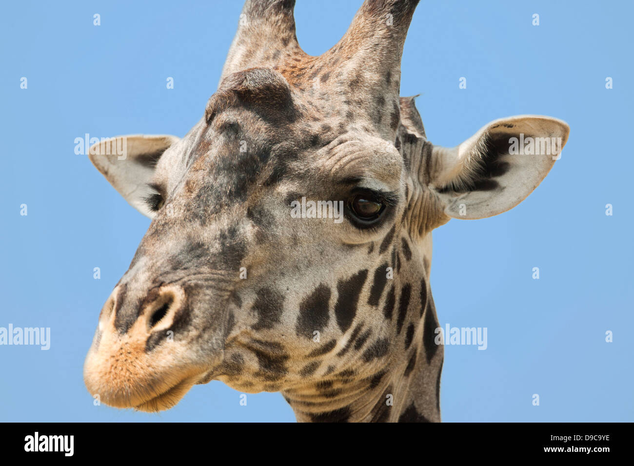 Giraffe close-up portrait, Masai Mara, Kenya Stock Photo