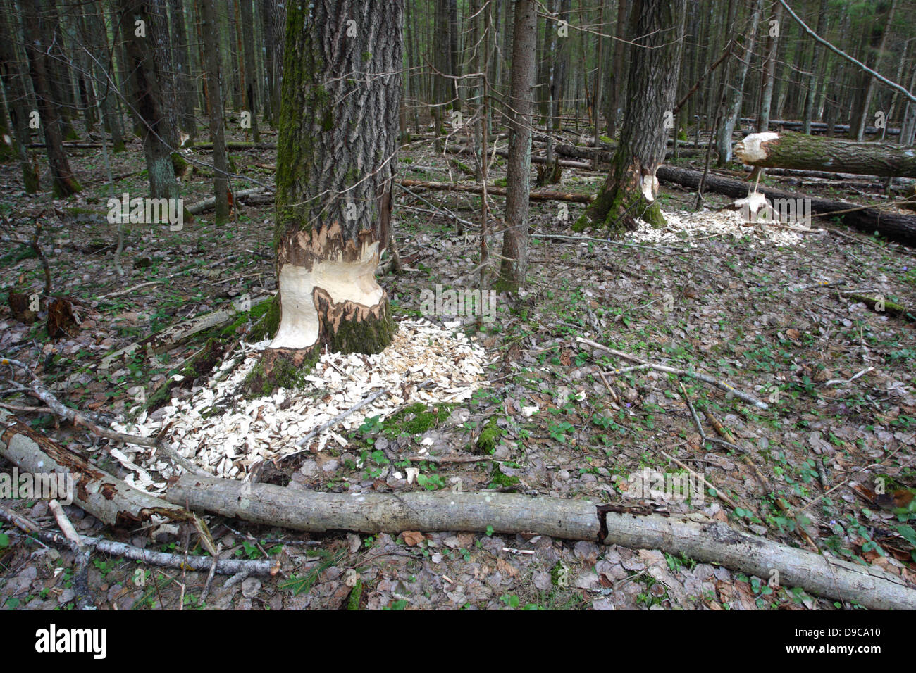 Beaver (Castor fiber) damaged trees in the forest, Estonia, Europe Stock Photo