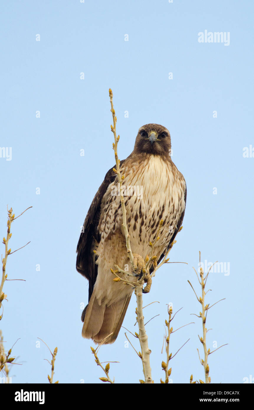 Red-tailed Hawk, (Buteo jamaicensis), Bosque del Apache National ...