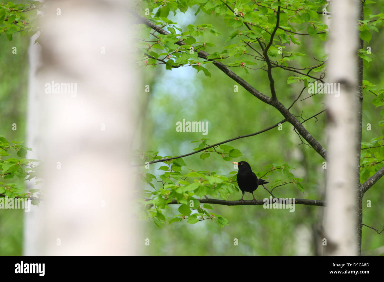 Blackbird (Turdus merula) in spring forest. Europe. Stock Photo