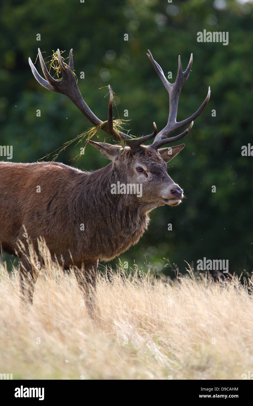 Red Deer (Cervus elaphus), Europe Stock Photo