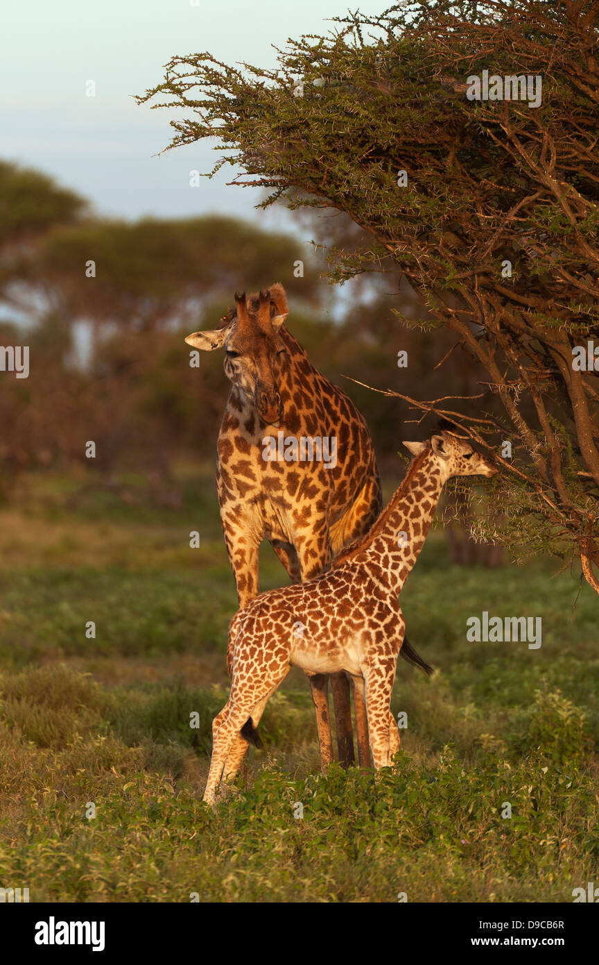 Giraffe mother with a calf, Serengeti, Tanzania Stock Photo