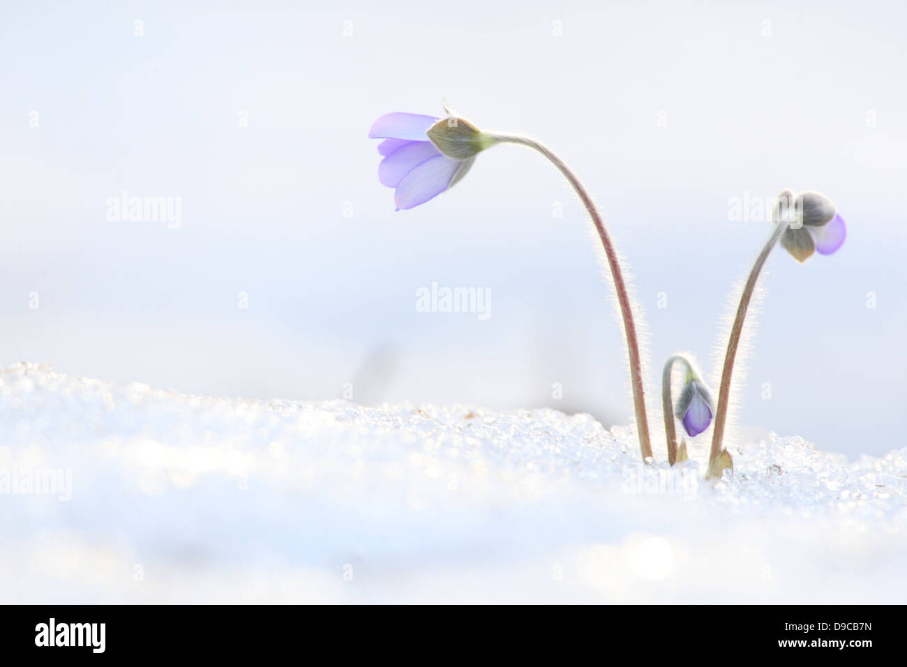 First sign of spring Hepatica flower's (Hepatica nobilis) blooming in