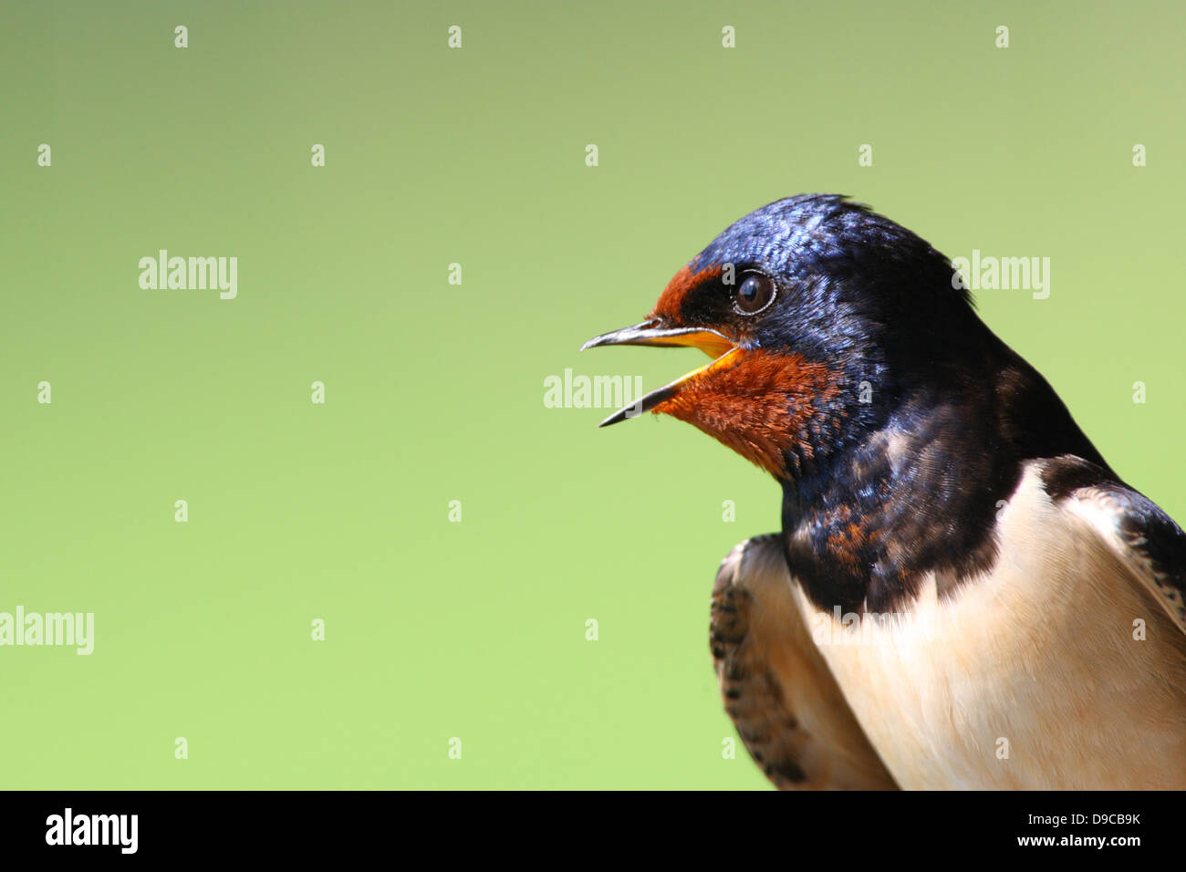 swallow hirundo rustica hi res stock photography and images Alamy