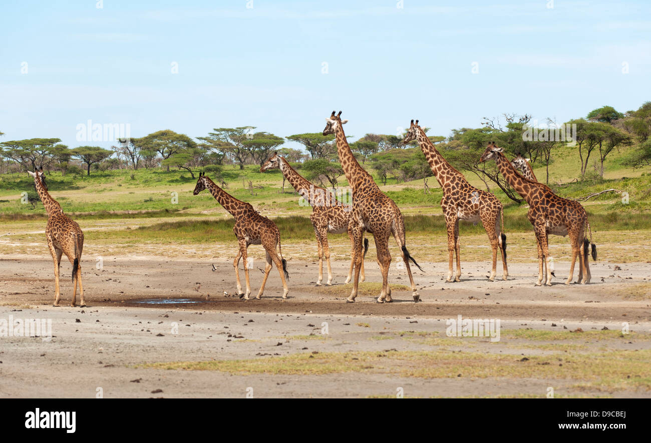 Giraffe More Than One High Resolution Stock Photography and Images - Alamy