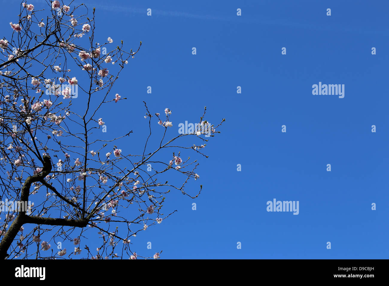 Background with a blooming tree branch against blue sky Stock Photo - Alamy