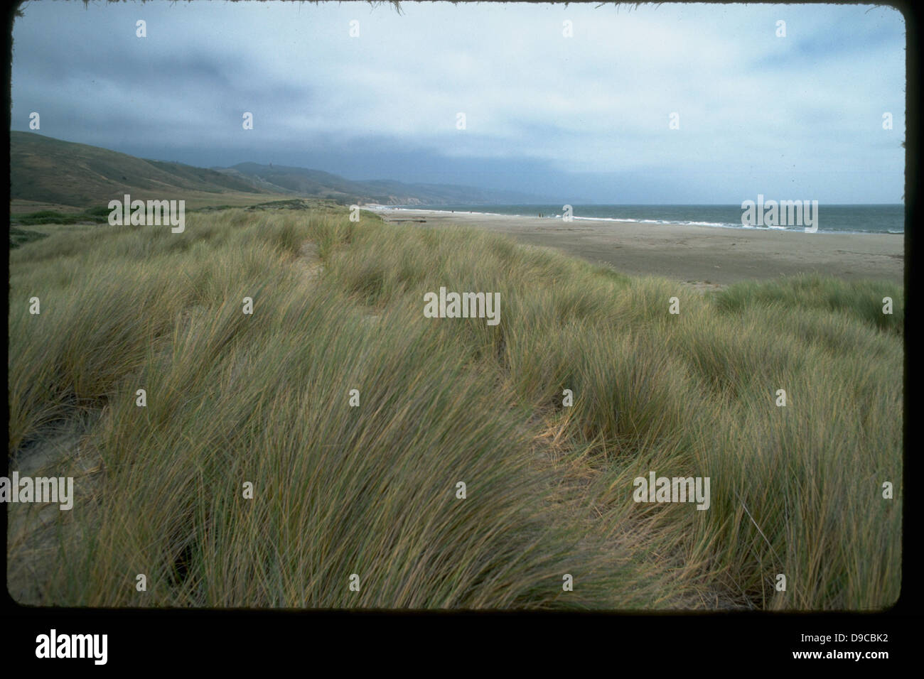 Point Reyes National Seashore in California preserves a diverse coastal ...
