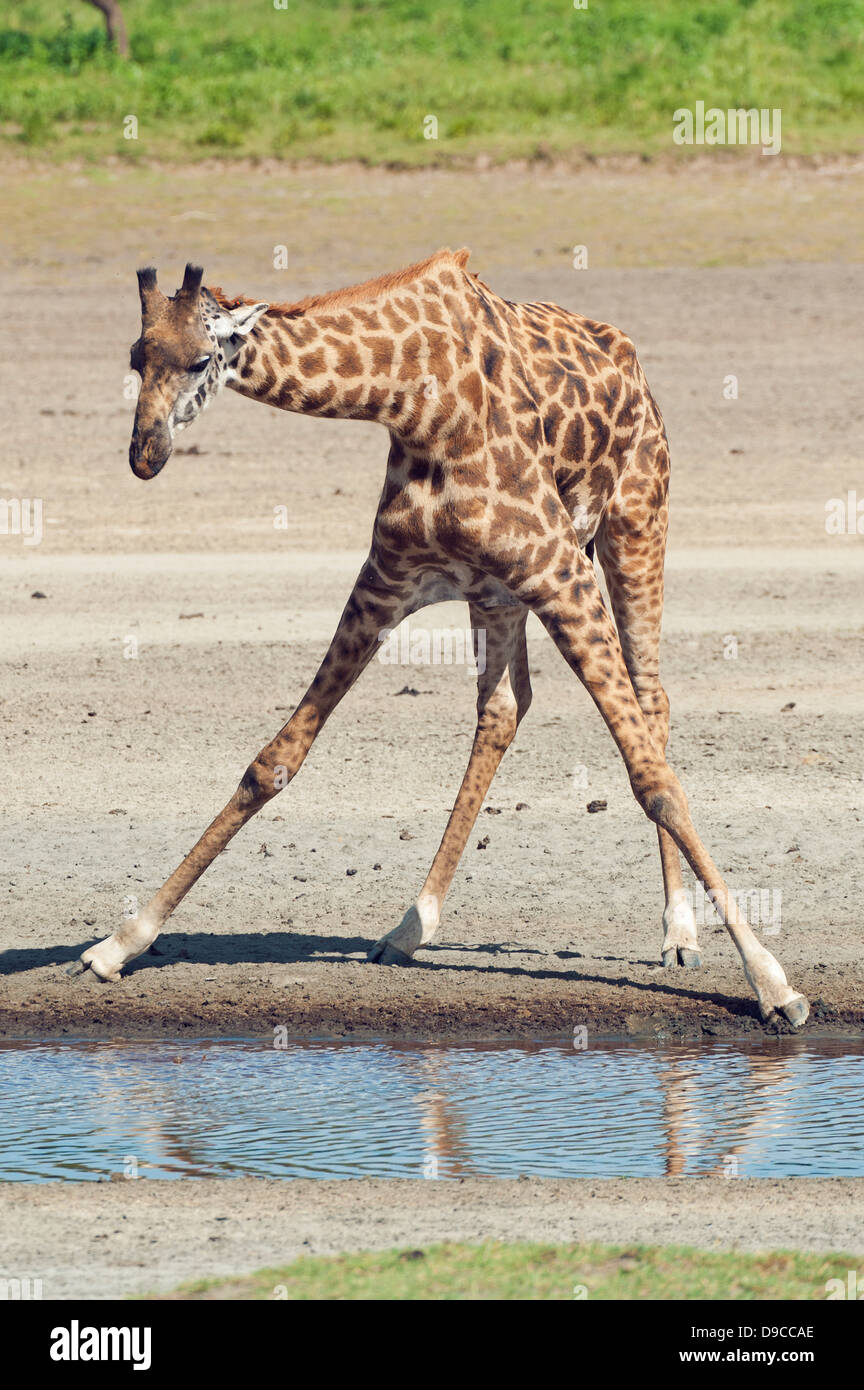 Giraffe drinking at a waterhole, Serengeti, Tanzania Stock Photo