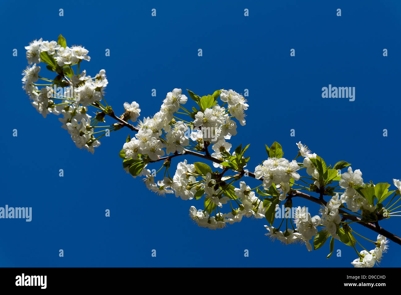 Morello Cherry Blossom in Spring Stock Photo