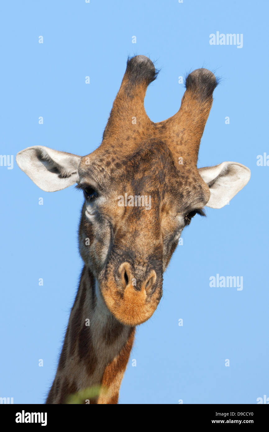 Giraffe close-up portrait, Serengeti, Tanzania Stock Photo