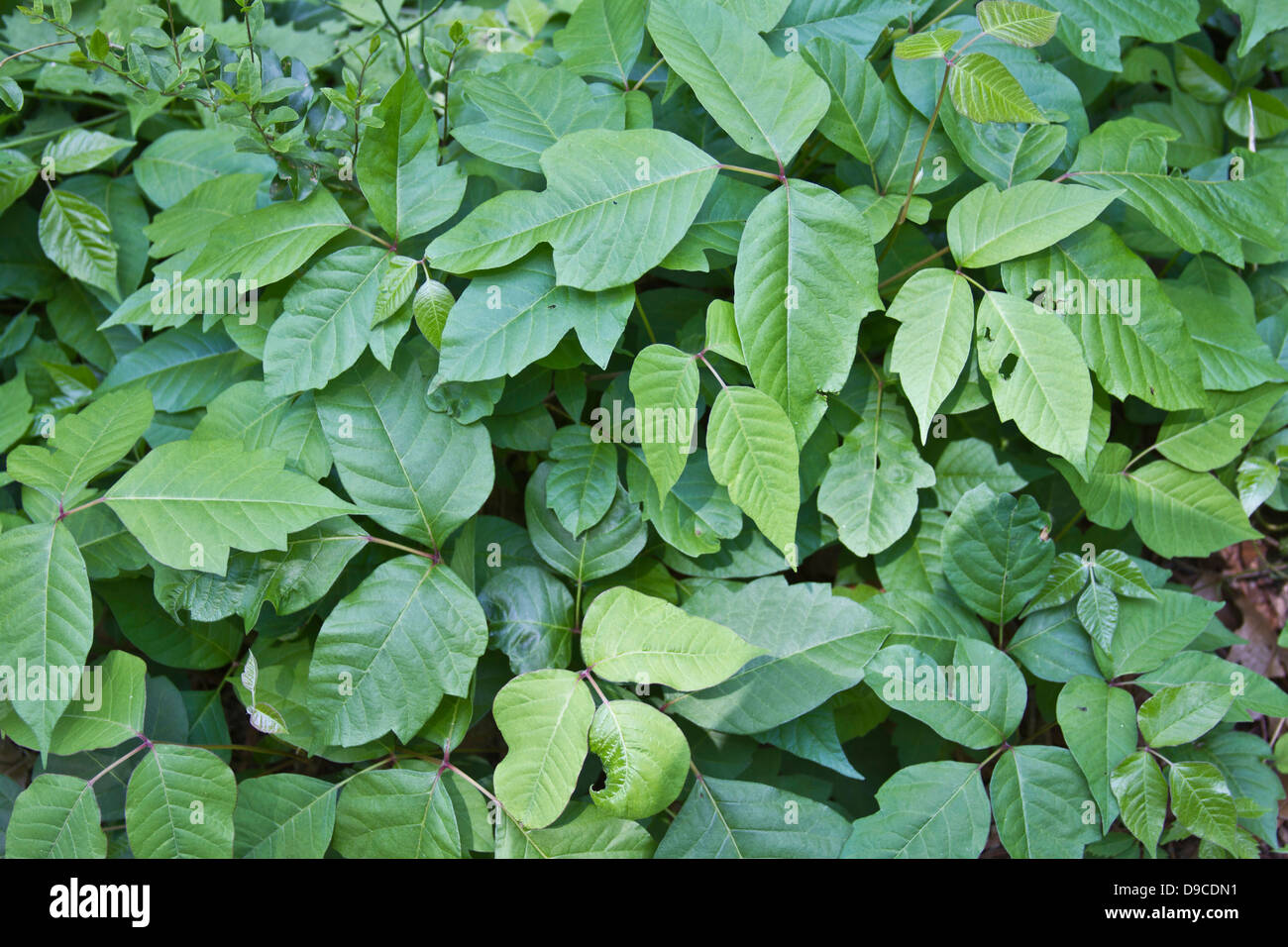 A thick patch of thrivy poison ivy plants Stock Photo