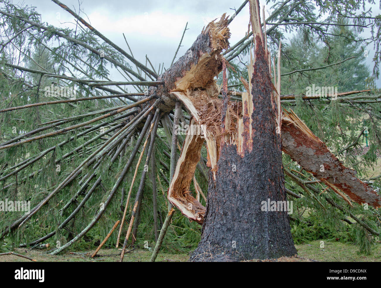 A live evergreen tree snapped in half by a wind storm Stock Photo
