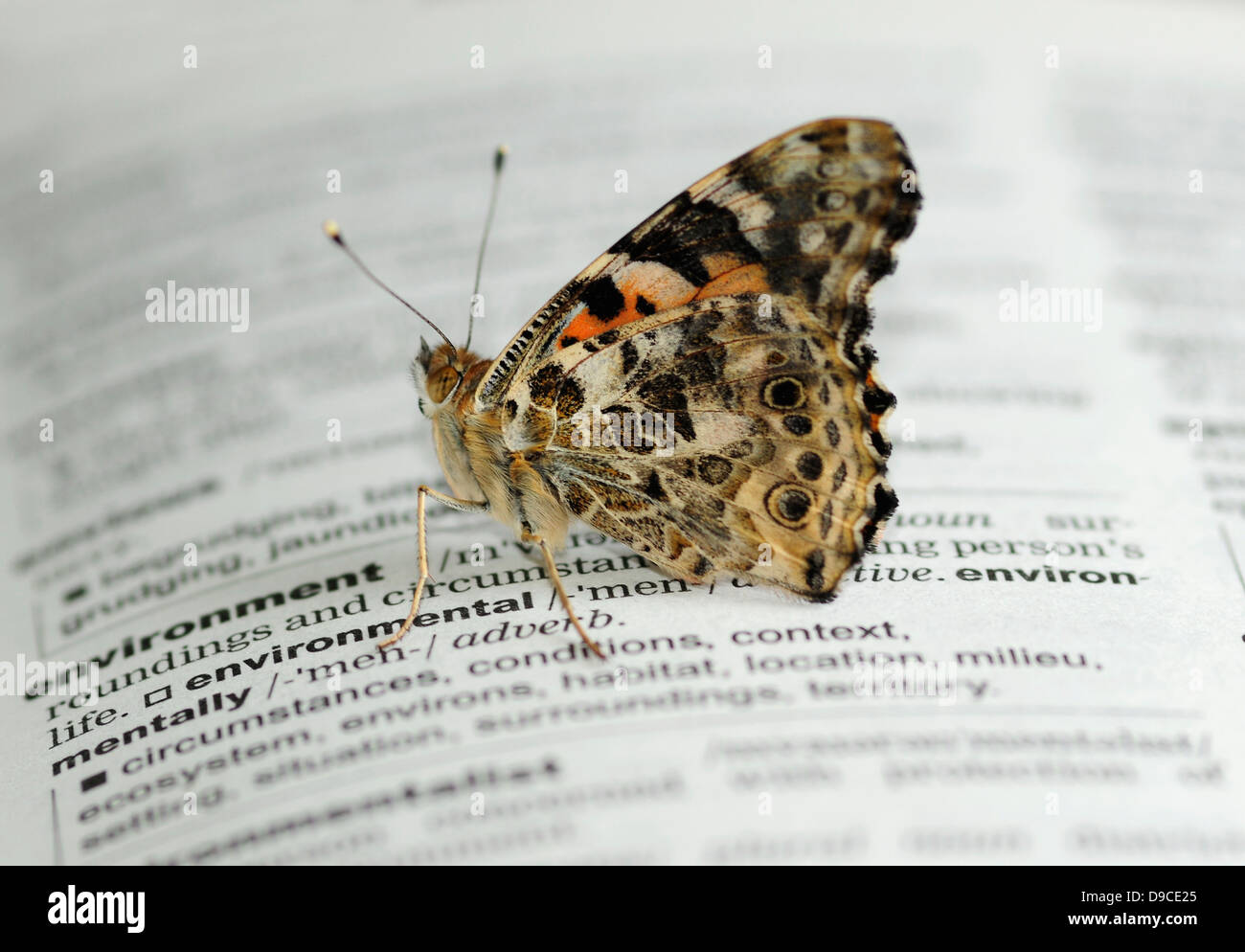 Butterfly on dictionary Stock Photo