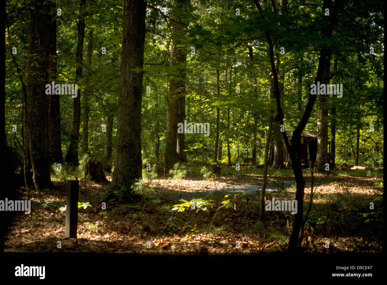 Prince William Forest Park in Virginia is known for its rich ...