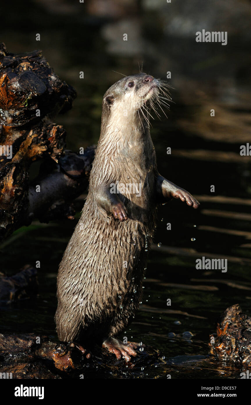 Asian short-clawed otter standing on hind legs Stock Photo - Alamy