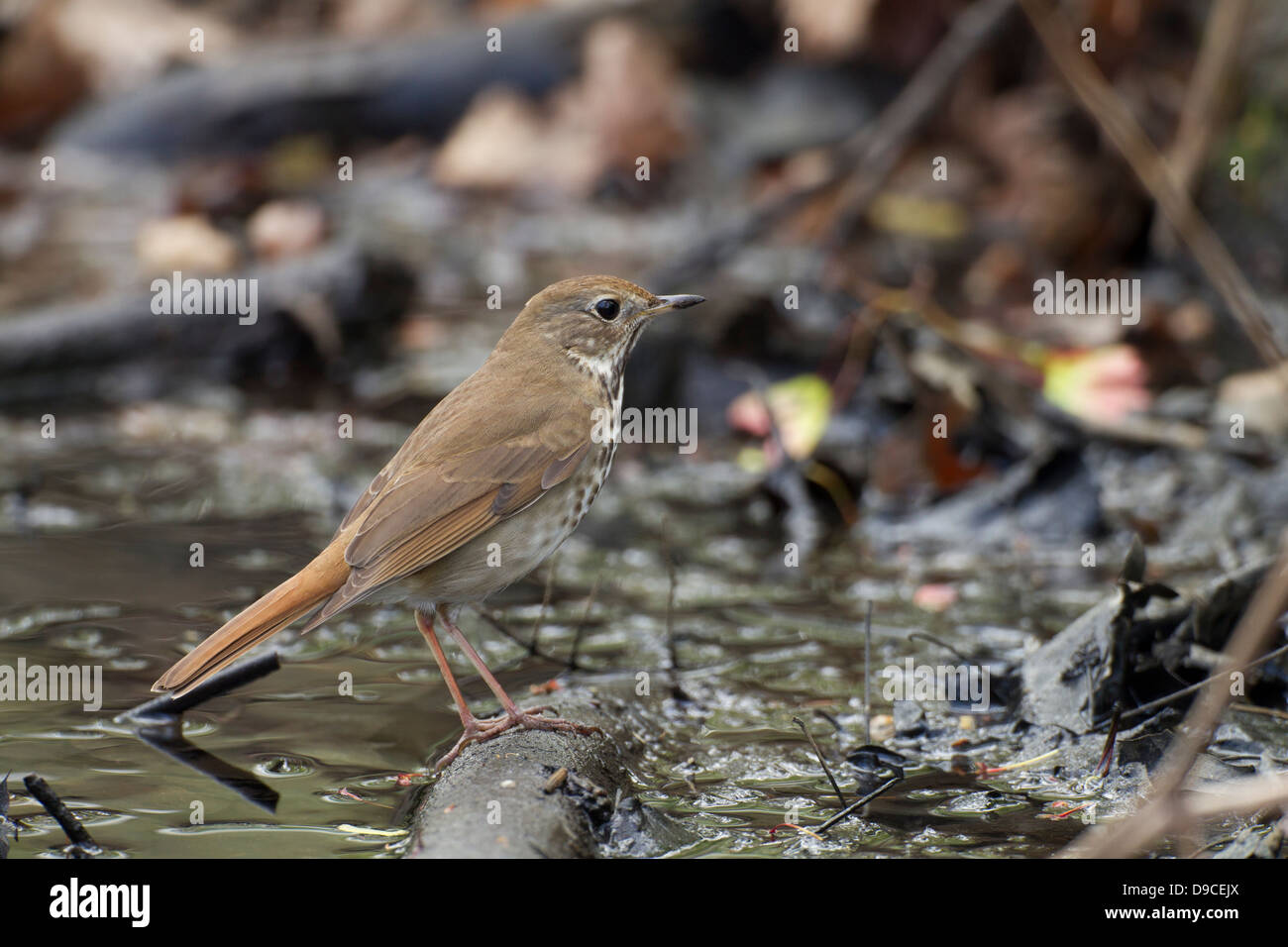 Hermit Thrush (Catharus guttatus faxoni), a Spring migrant to Central Park in New York City. Stock Photo