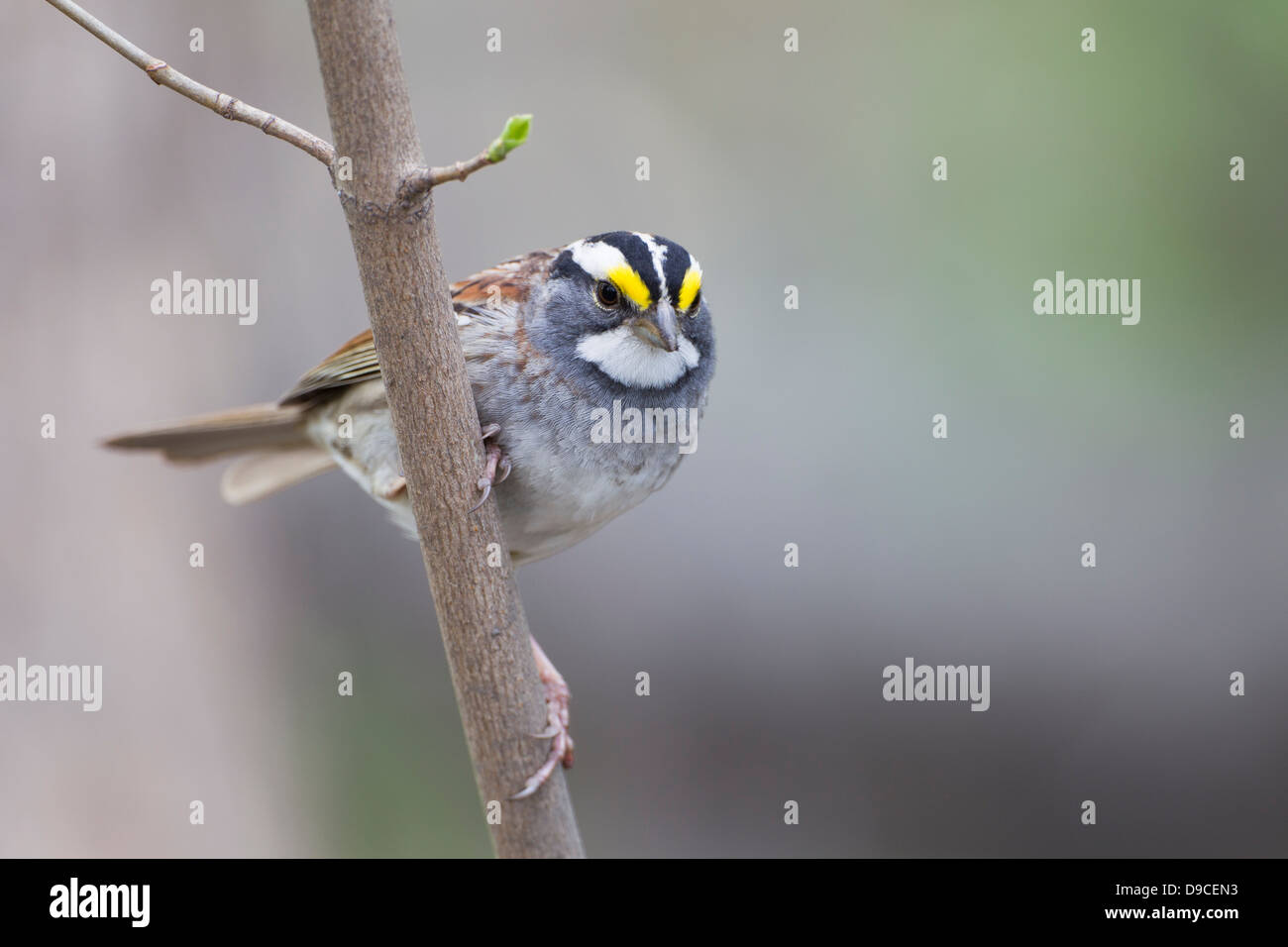 White-throated Sparrow (Zonotrichia albicollis), white-striped morph, foraging in New York City's Central Park. Stock Photo