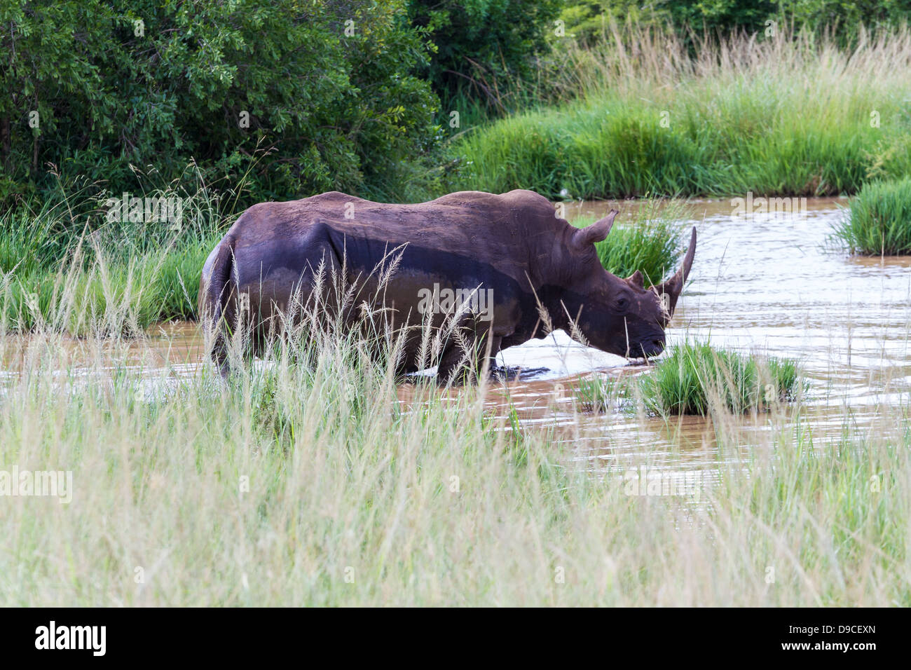 White Rhino at Hluhluwe Game Park, Kwazulu Natal, South Africa Stock Photo