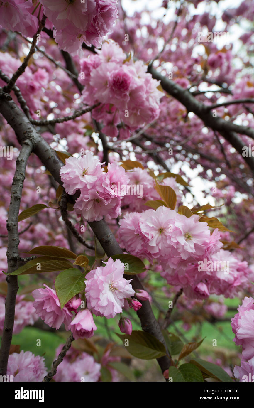 Cherry Tree (Prunus sargentii) with fresh pink flowers in early Spring on Cedar Hill in New York City's Central Park. Stock Photo