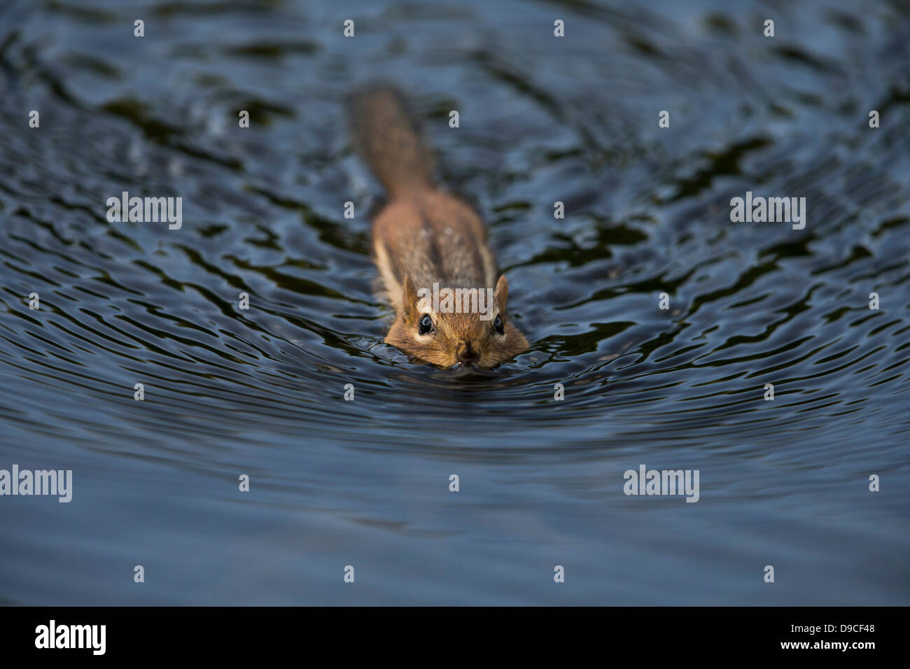 Eastern Chipmunk (Tamias striatus) swimming in a small lake in Doodle Town, Bear Mountain State Park, New York. Stock Photo