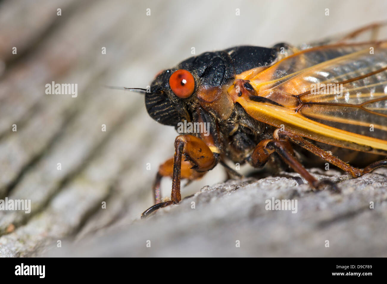 Close-up of Periodical Cicada (Magicicada sp.) also know as the 17-year Periodical Cicadas of eastern North America. Stock Photo