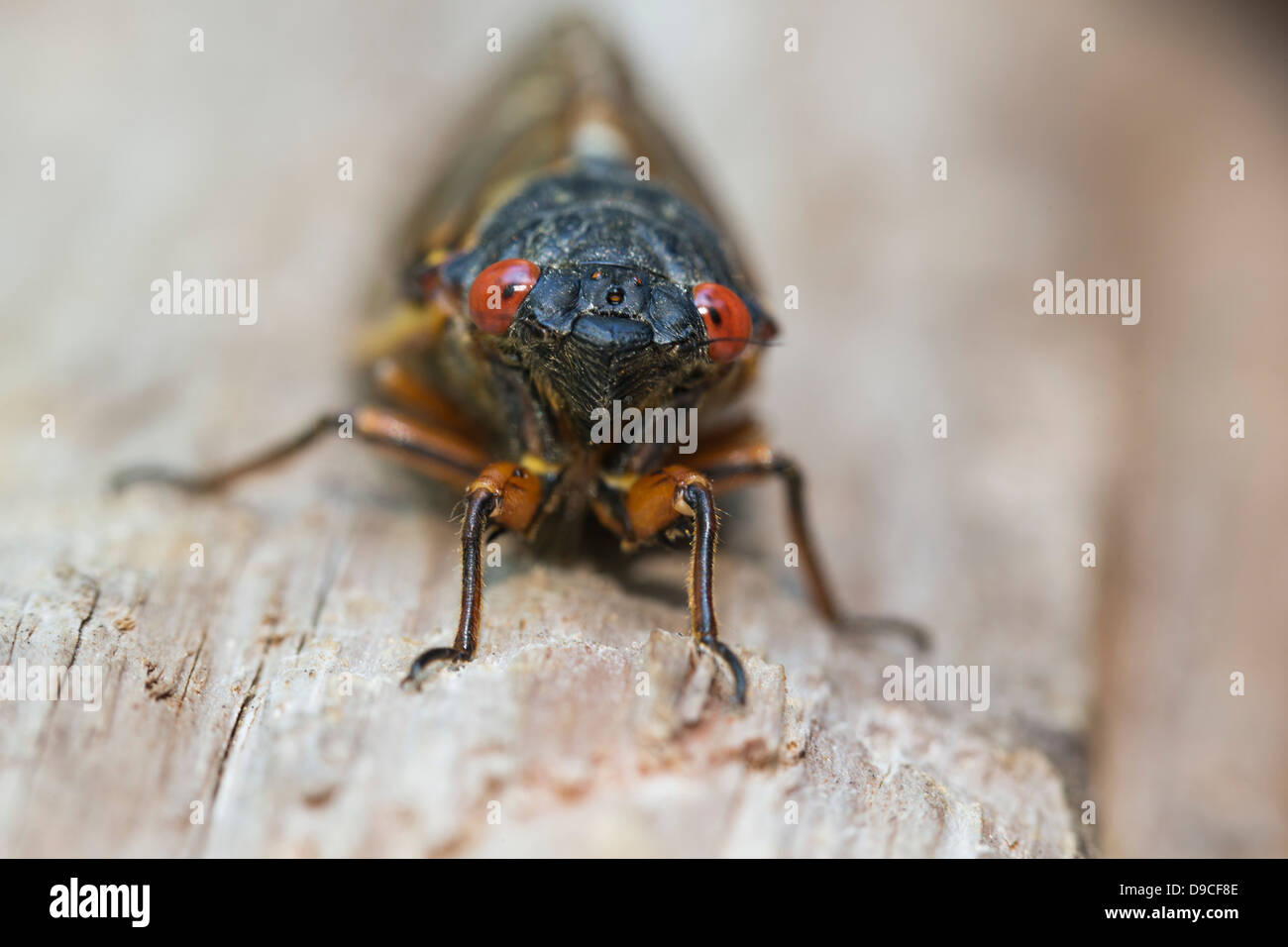 Close-up of Periodical Cicada (Magicicada sp.) also know as the 17-year Periodical Cicadas of eastern North America. Stock Photo