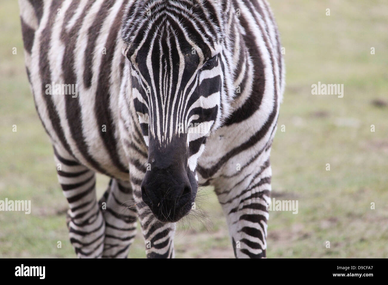 Pictured is a zebra living in Dublin Zoo, Dublin, Ireland. Stock Photo