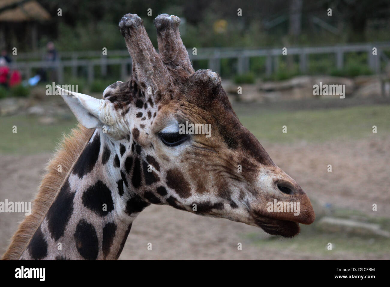 Pictured is a giraffe living in Dublin Zoo, Ireland. Stock Photo