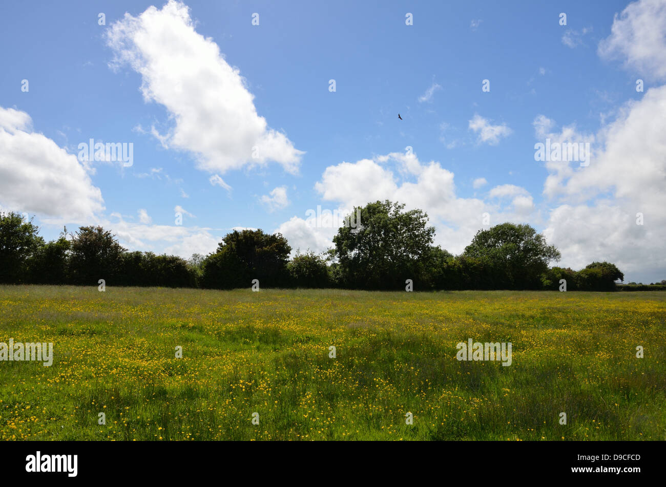 English countryside in summer hi-res stock photography and images - Alamy
